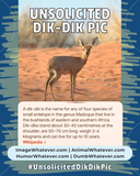 Unsolicited Dik-Dik Pics!