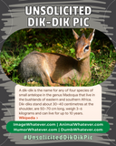 Unsolicited Dik-Dik Pics!