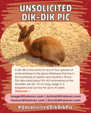 Unsolicited Dik-Dik Pics!