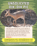 Unsolicited Dik-Dik Pics!