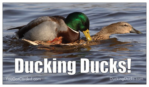 Ducking Ducks! (Free Download from ImageWhatever.com)